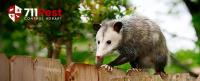 711 Possum Control Hobart image 10